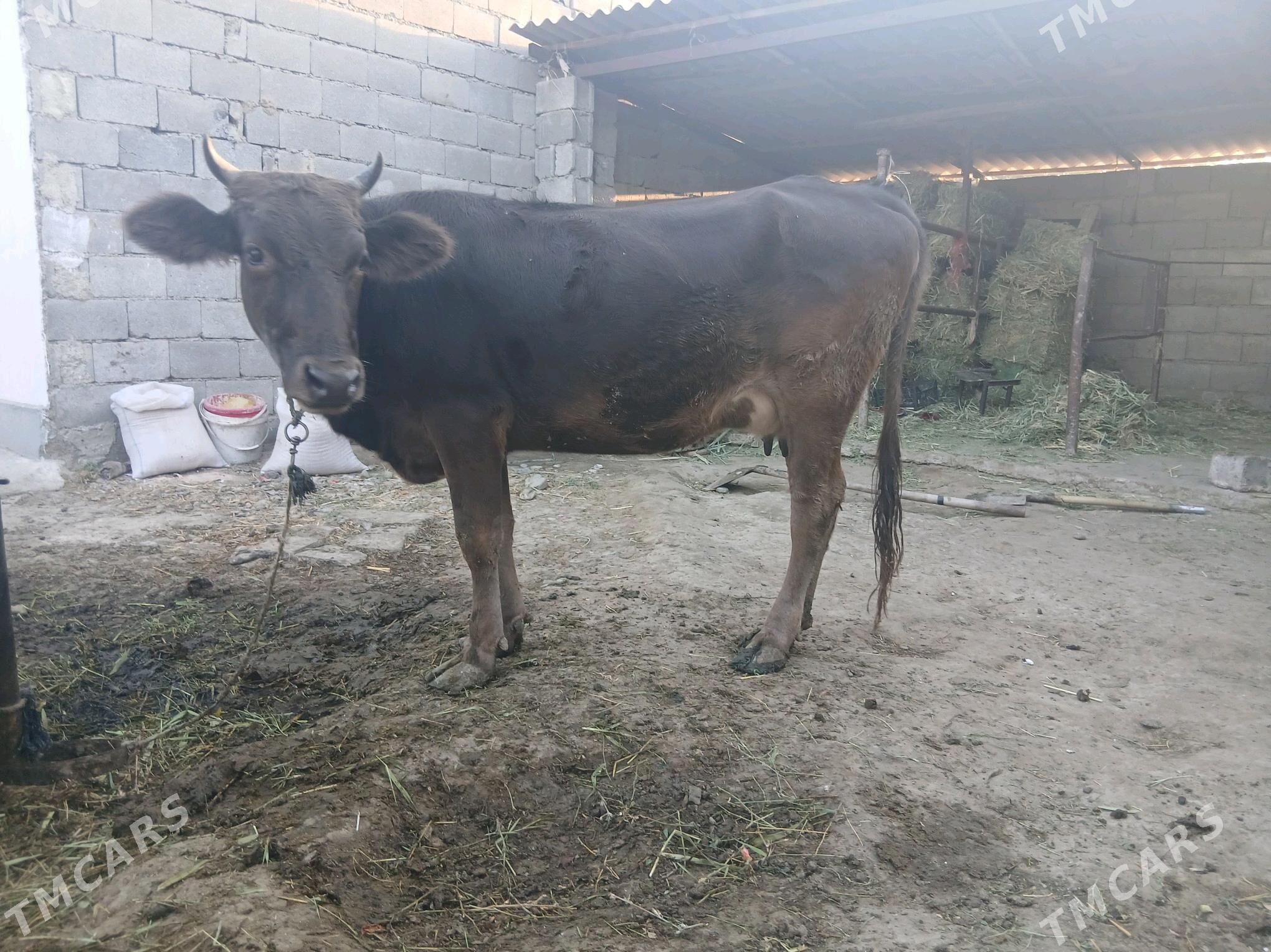 sygyr - Bäherden - img 3