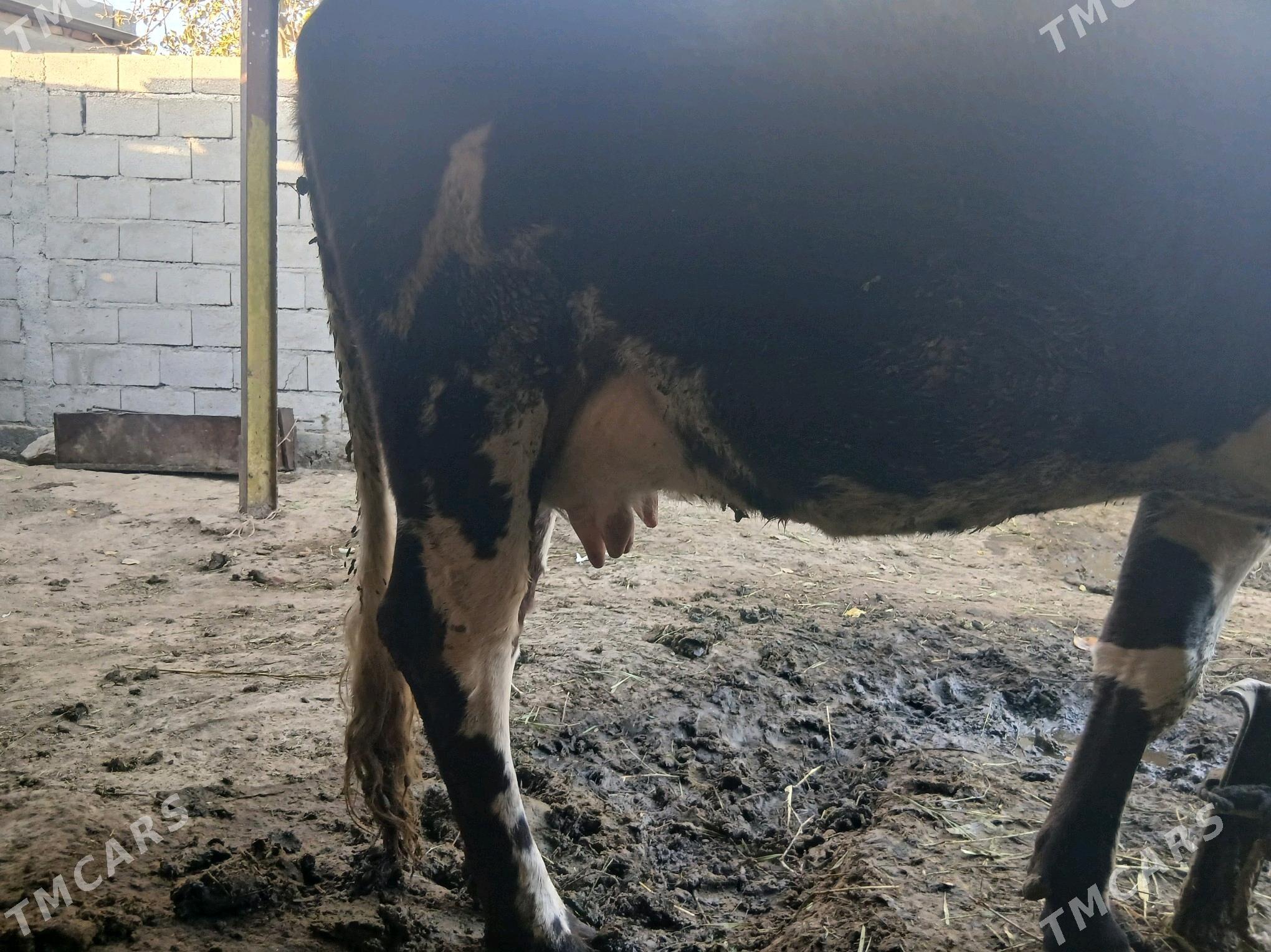 sygyr - Bäherden - img 2