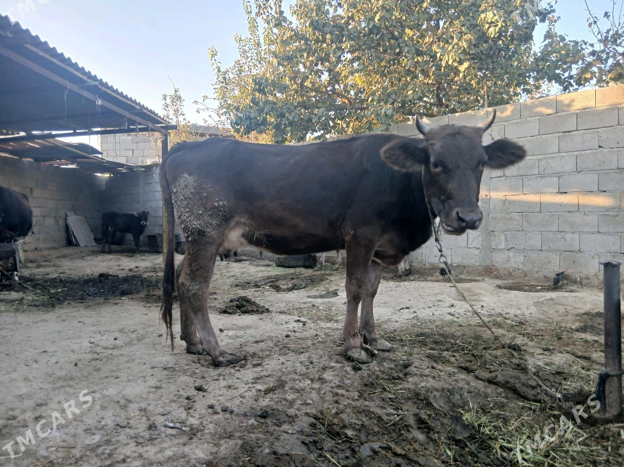 sygyr - Bäherden - img 4