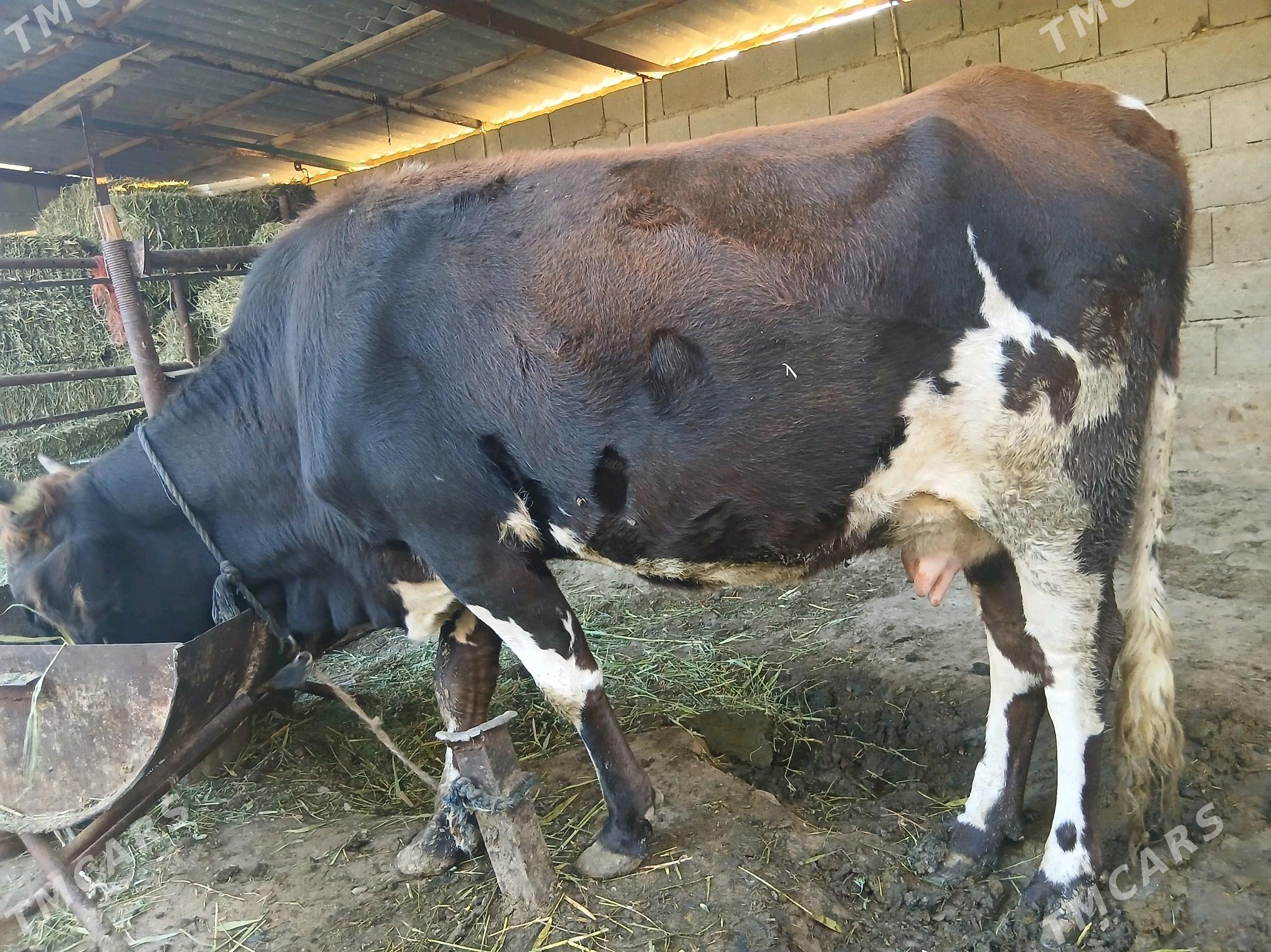 sygyr - Bäherden - img 1