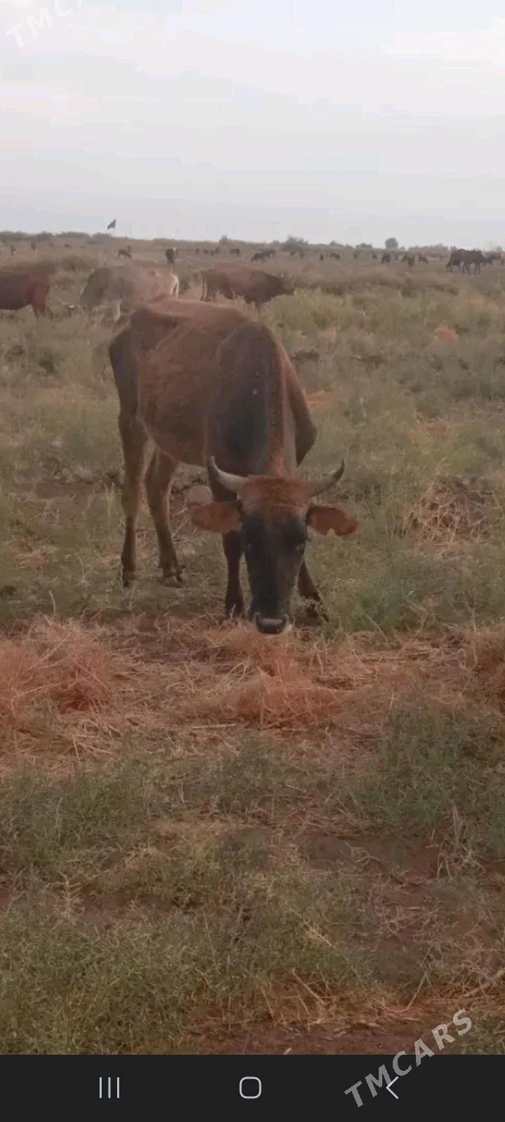 gysyr sygyr - Wekilbazar - img 2
