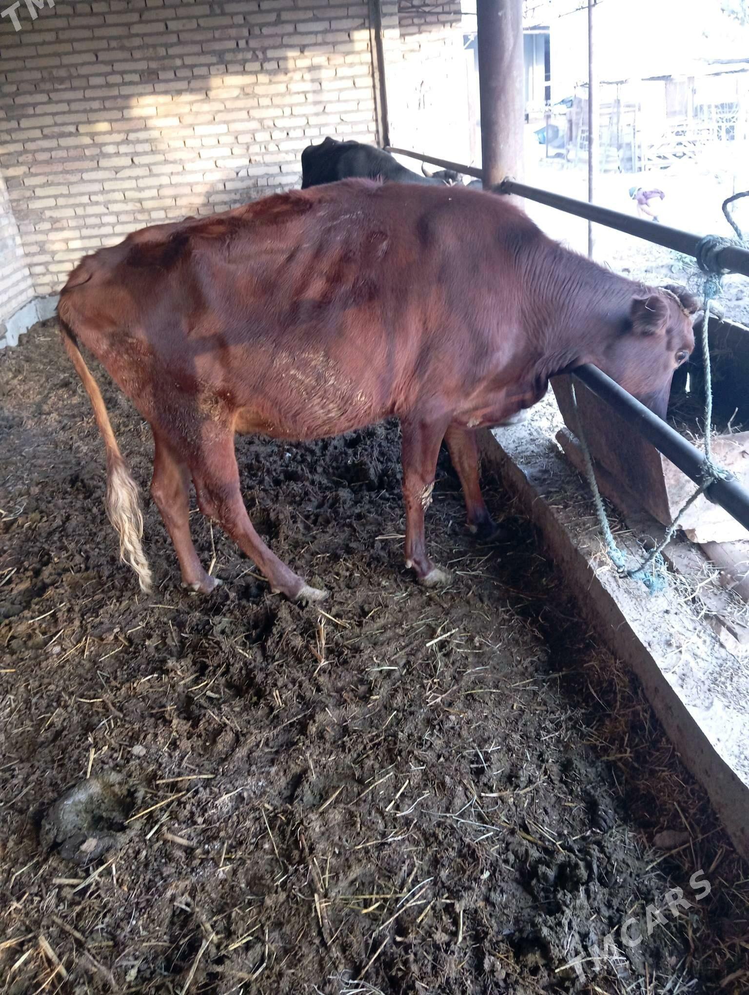 Saglyk sygyr - Чарджоу - img 3