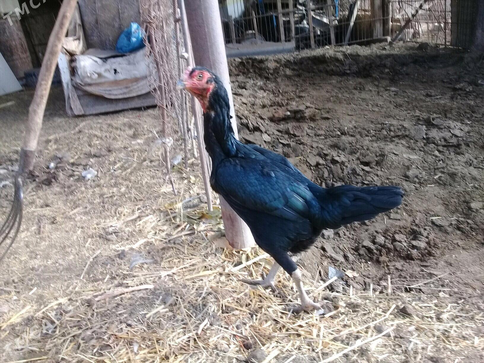 baysy horaz - Сакар - img 2