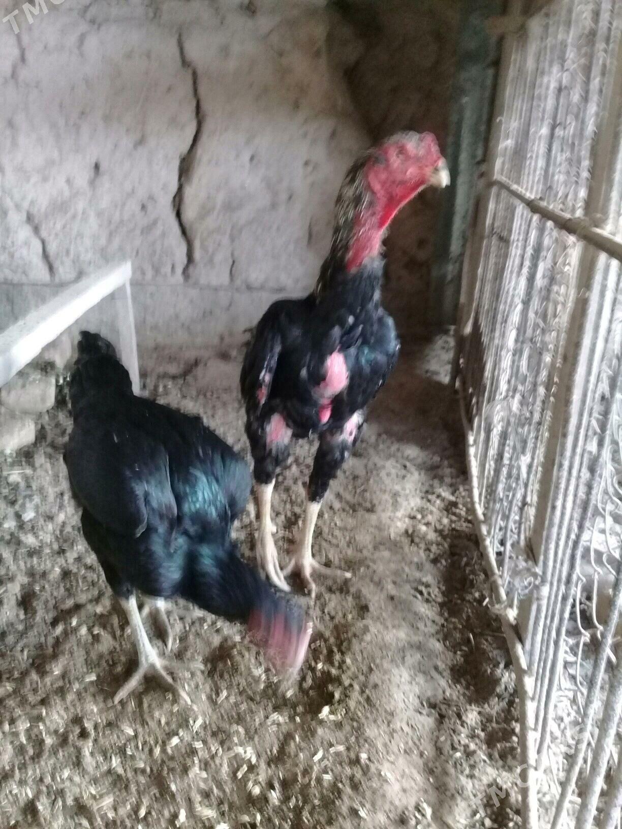 baysy horaz - Сакар - img 3