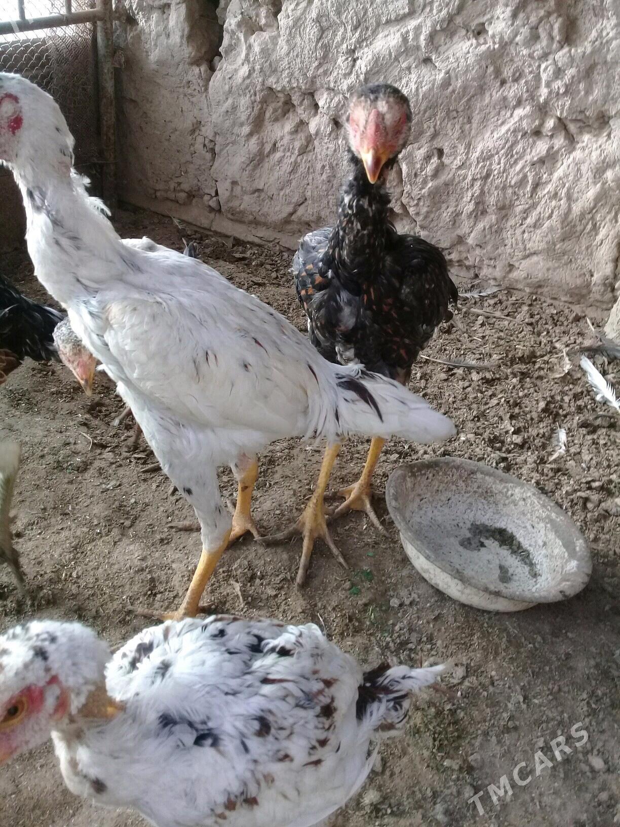 baysy horaz - Сакар - img 5