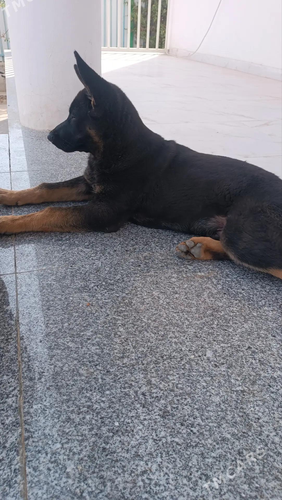 Awçarka - 16-й этап - img 2