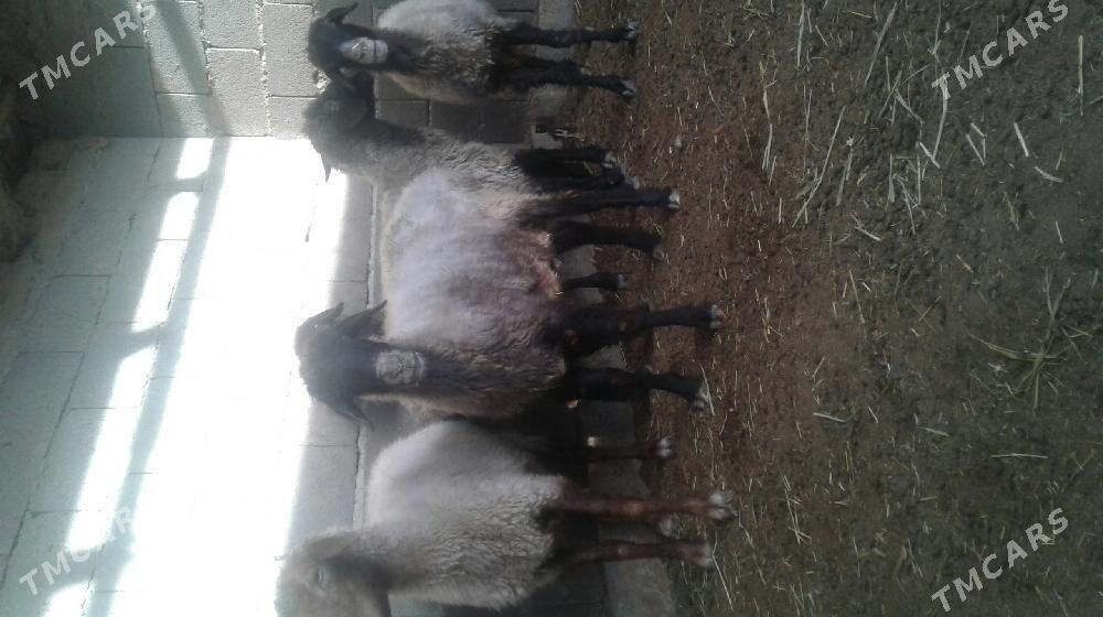 Goýun - Бахарден - img 1