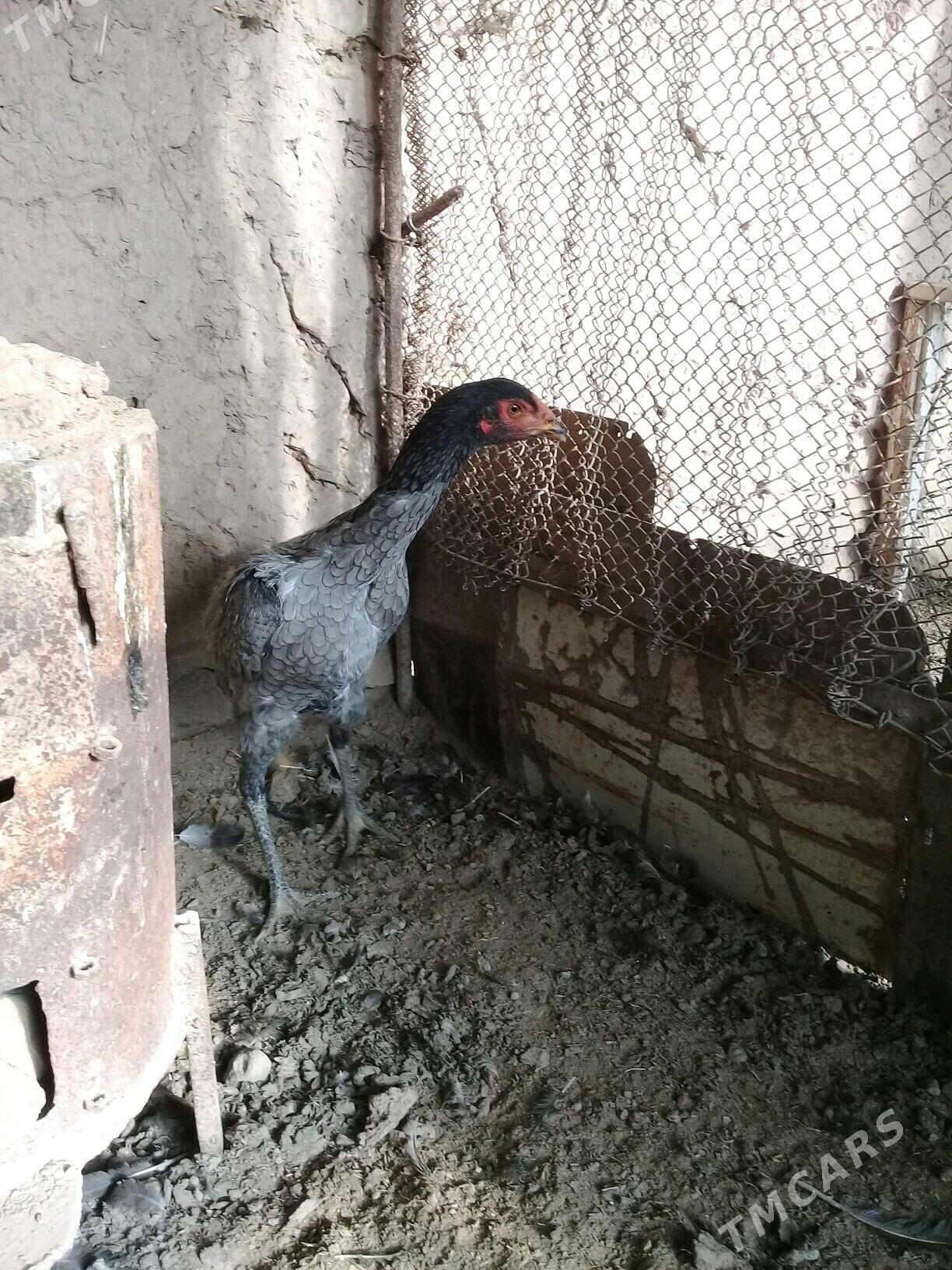 baysy horaz - Сакар - img 7