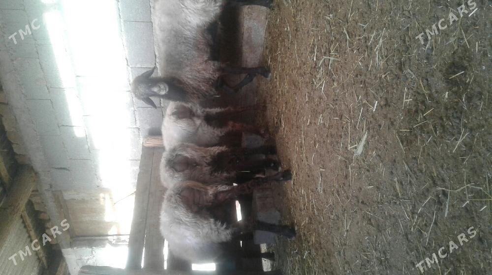 Goýun - Бахарден - img 2