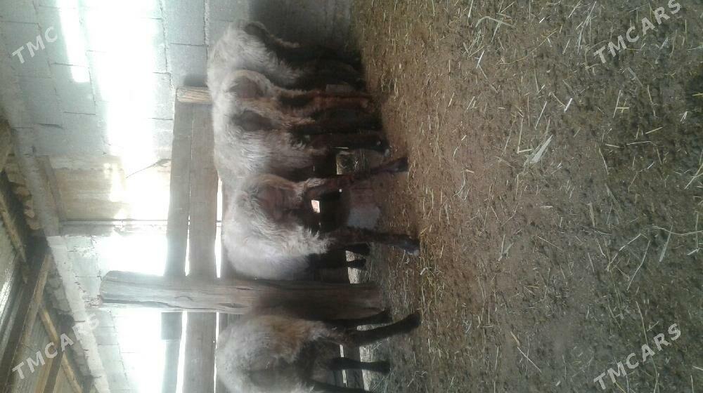 Goýun - Бахарден - img 3