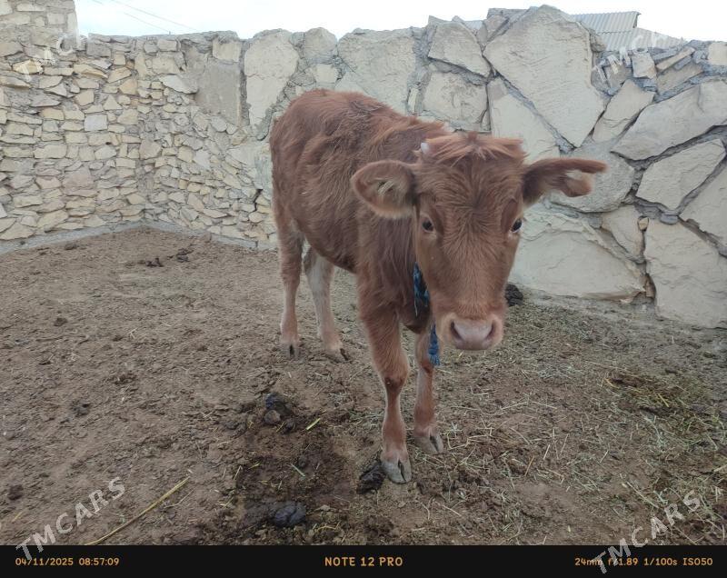 gole - Эсенгулы - img 4