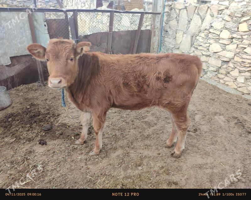 gole - Эсенгулы - img 1