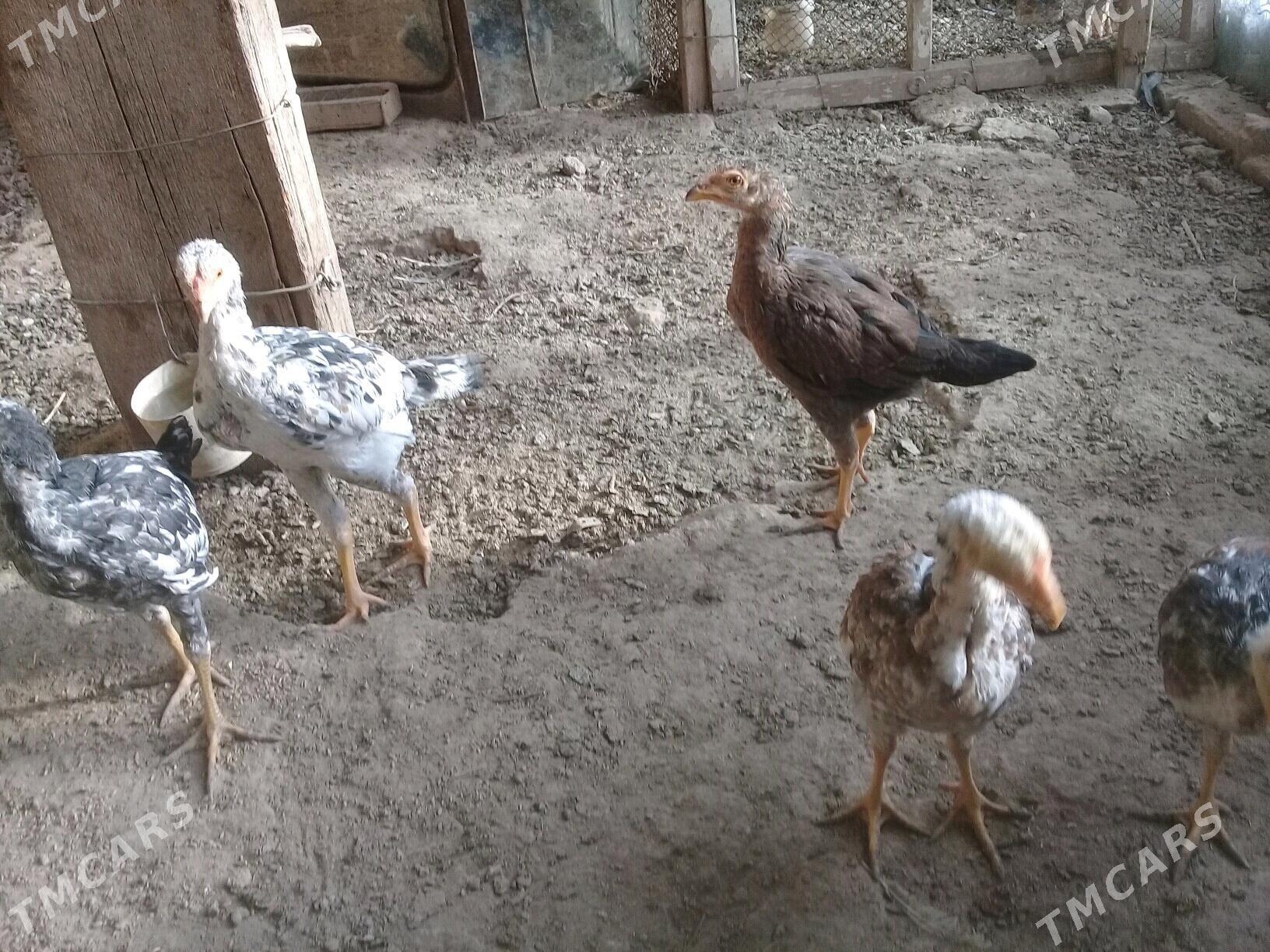 baysy horaz - Сакар - img 9