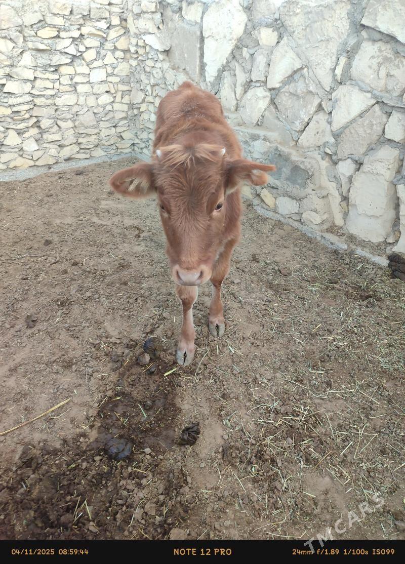 gole - Эсенгулы - img 2