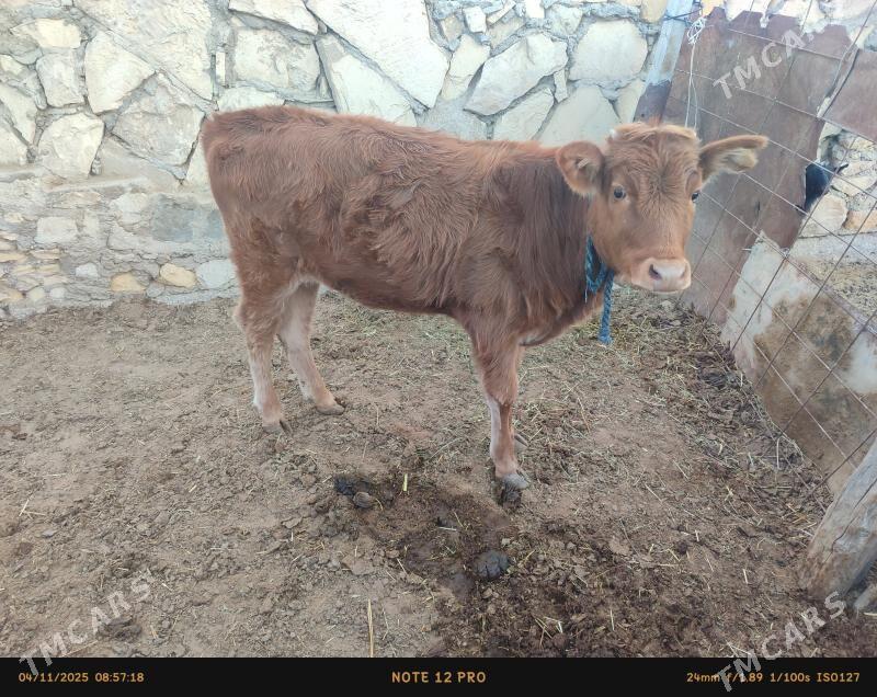 gole - Эсенгулы - img 3