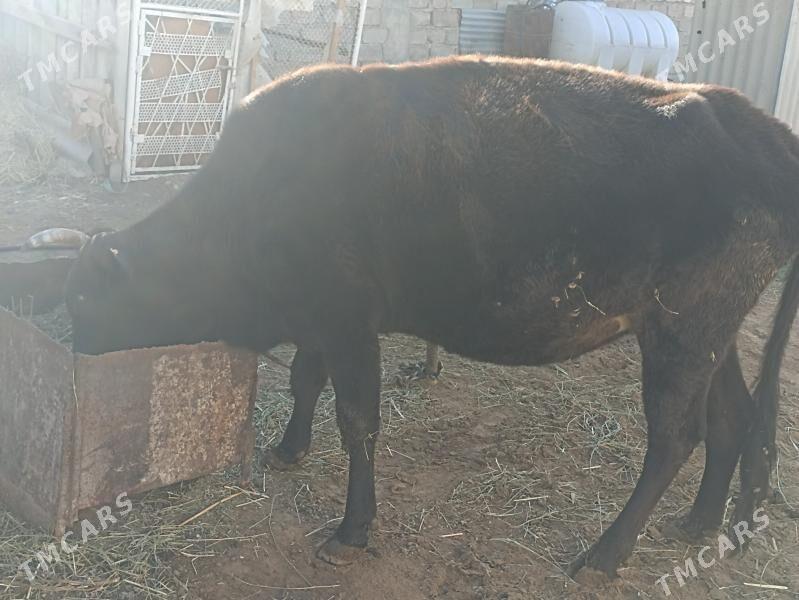 sygyr bogaz gysyr - Aşgabat - img 6