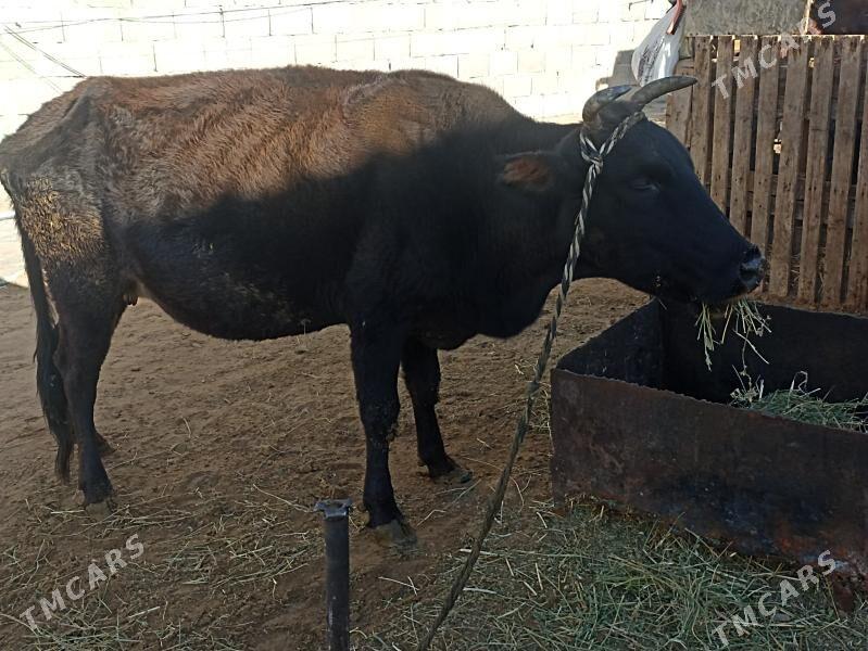 sygyr bogaz gysyr - Aşgabat - img 5