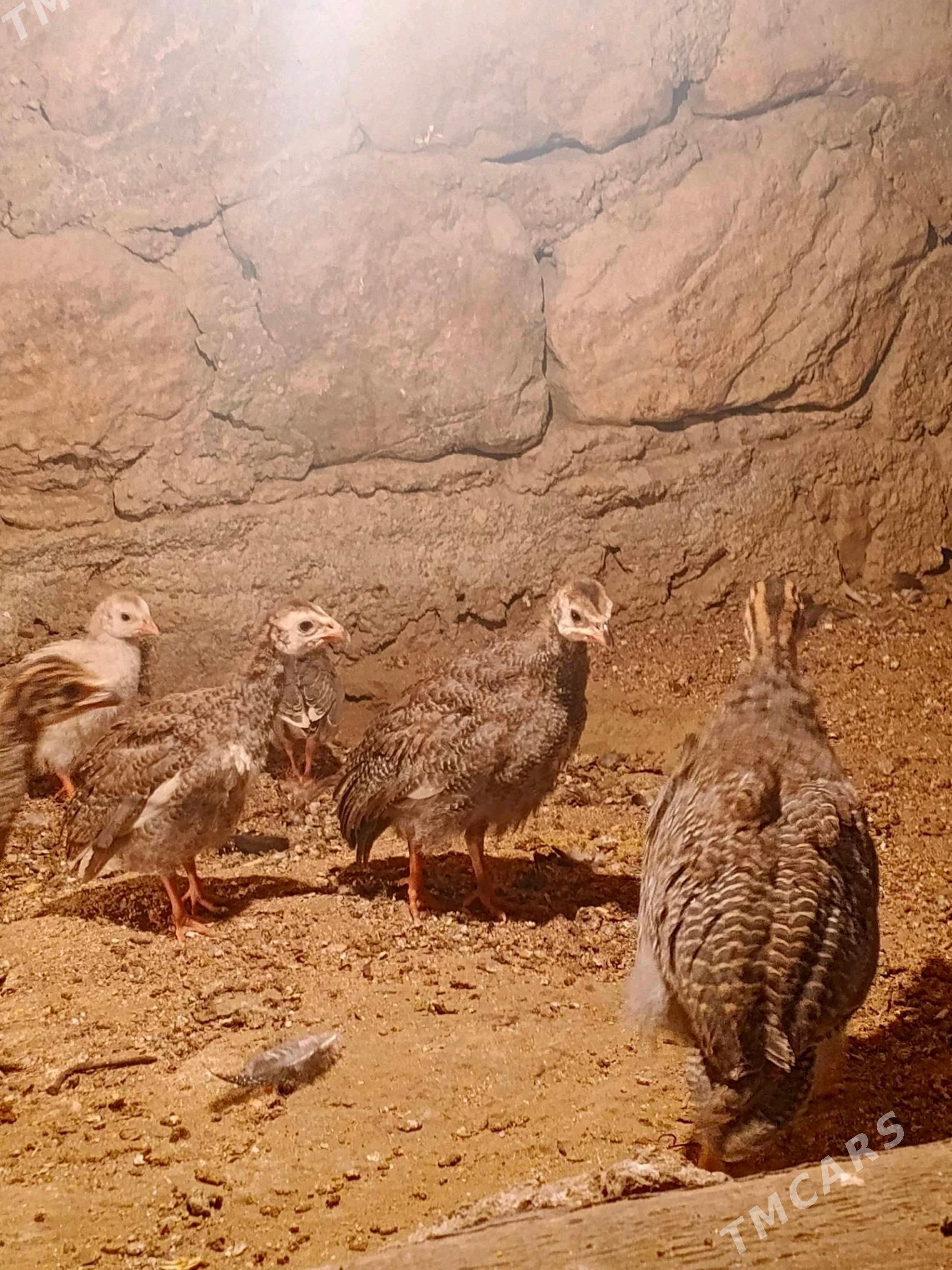 sizarka juje - Джебел - img 4