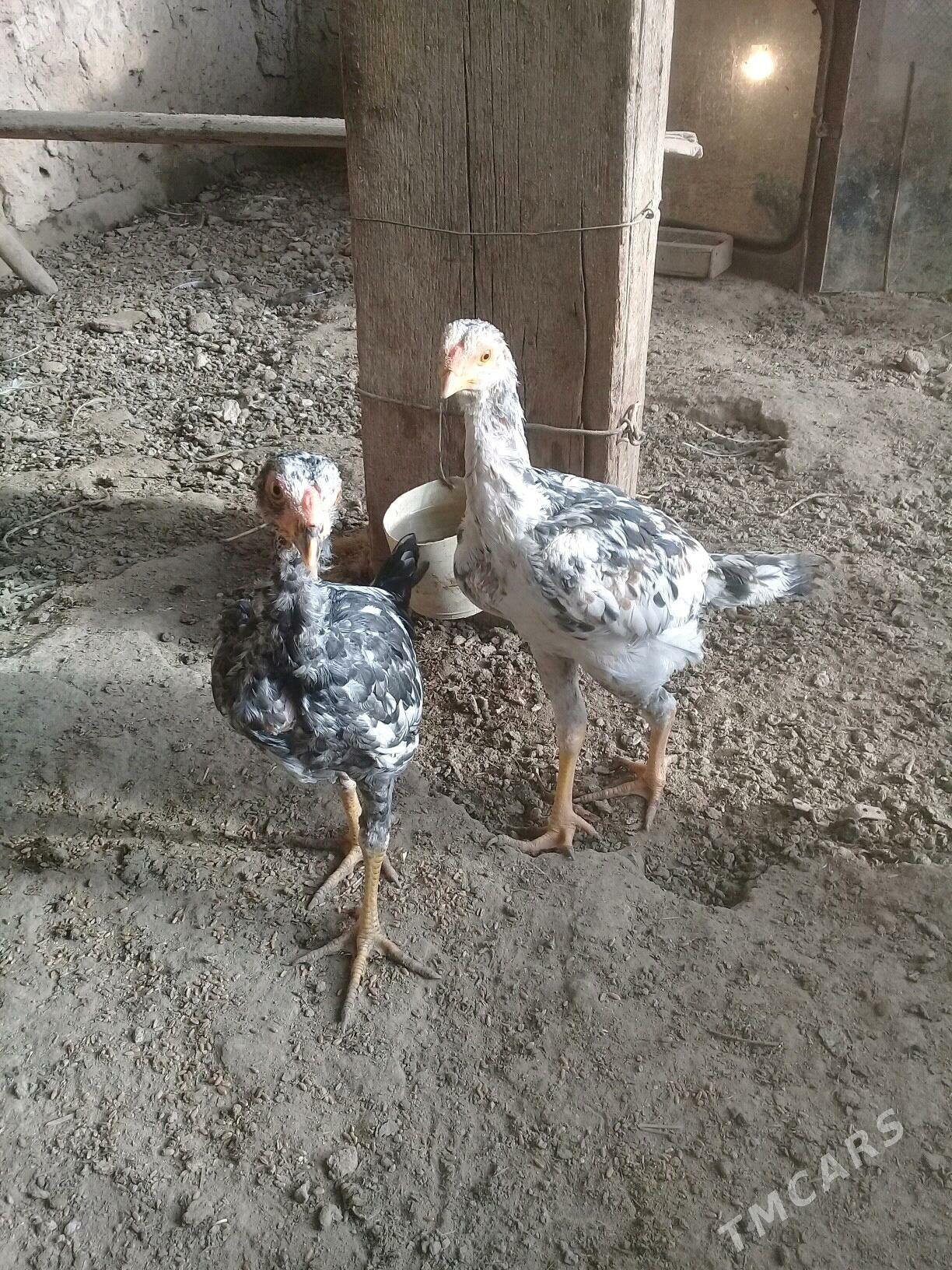 baysy horaz - Сакар - img 10