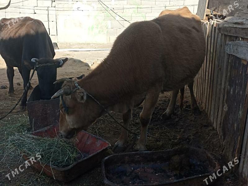 sygyr bogaz gysyr - Aşgabat - img 4