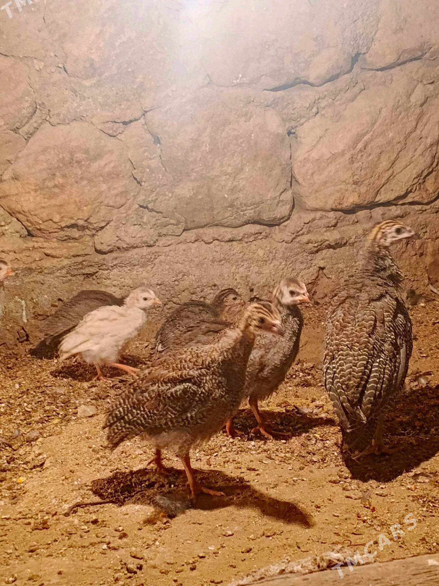 sizarka juje - Джебел - img 3