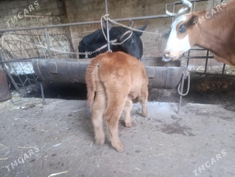 Саглык - Türkmenabat - img 5