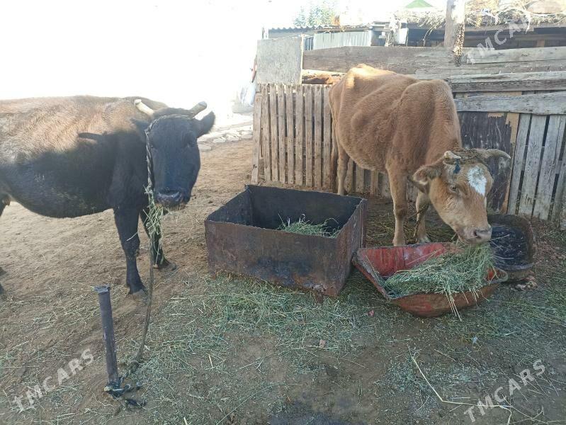 sygyr bogaz gysyr - Aşgabat - img 2