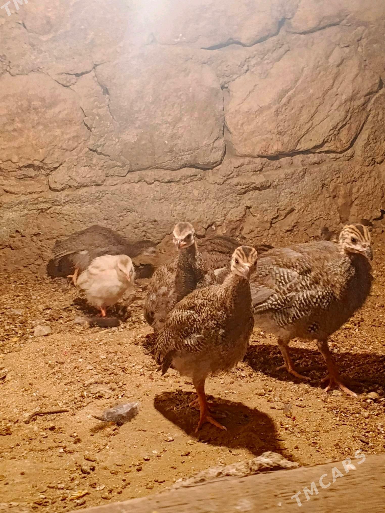 sizarka juje - Джебел - img 2