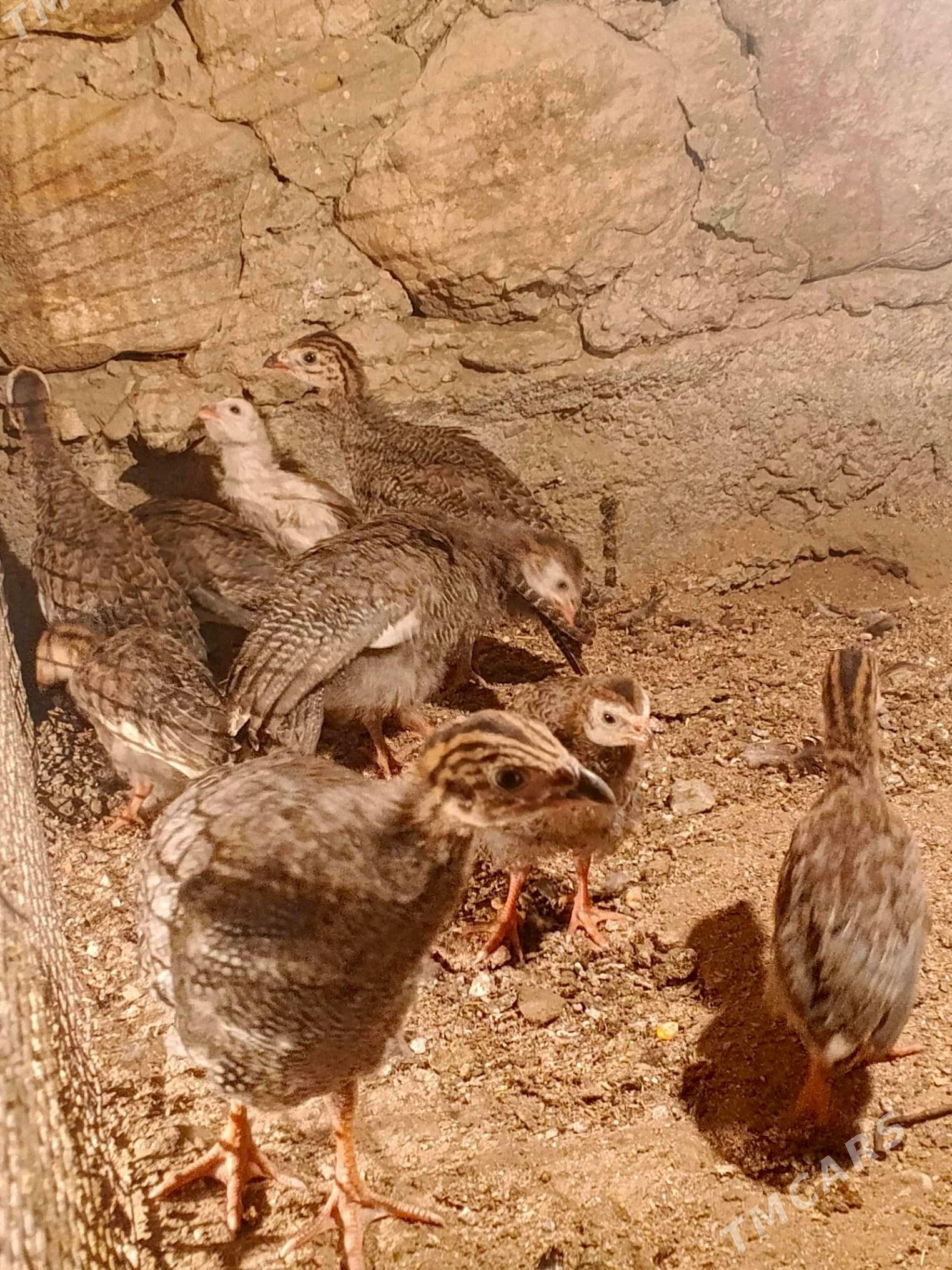 sizarka juje - Джебел - img 5