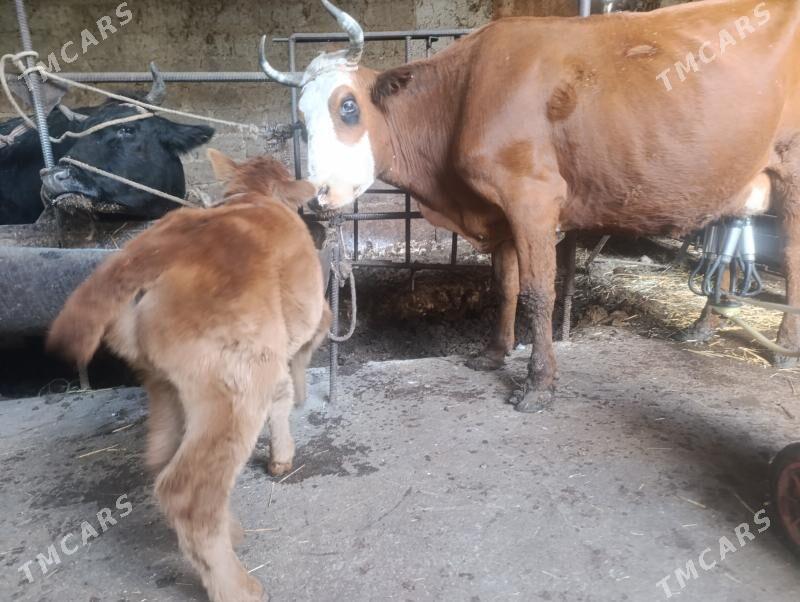 Саглык - Türkmenabat - img 4