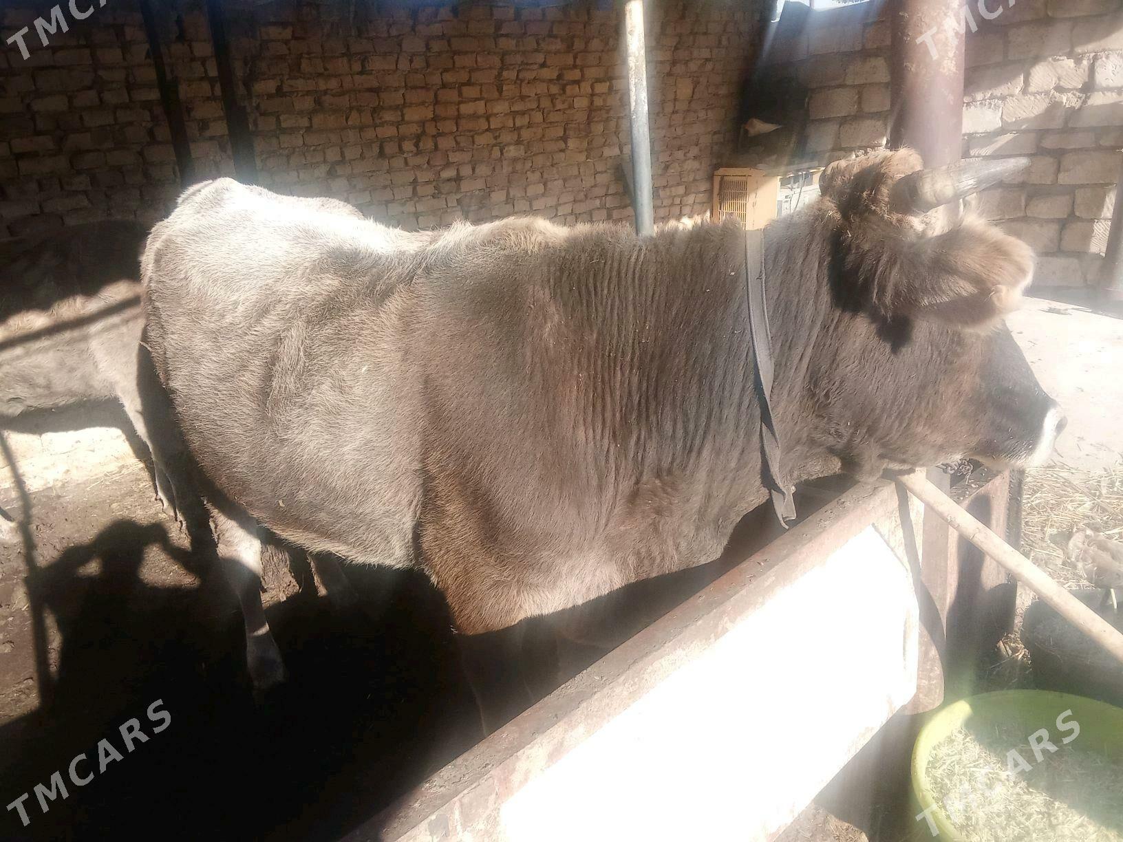 urkaçy sygyr - Гызыларбат - img 2