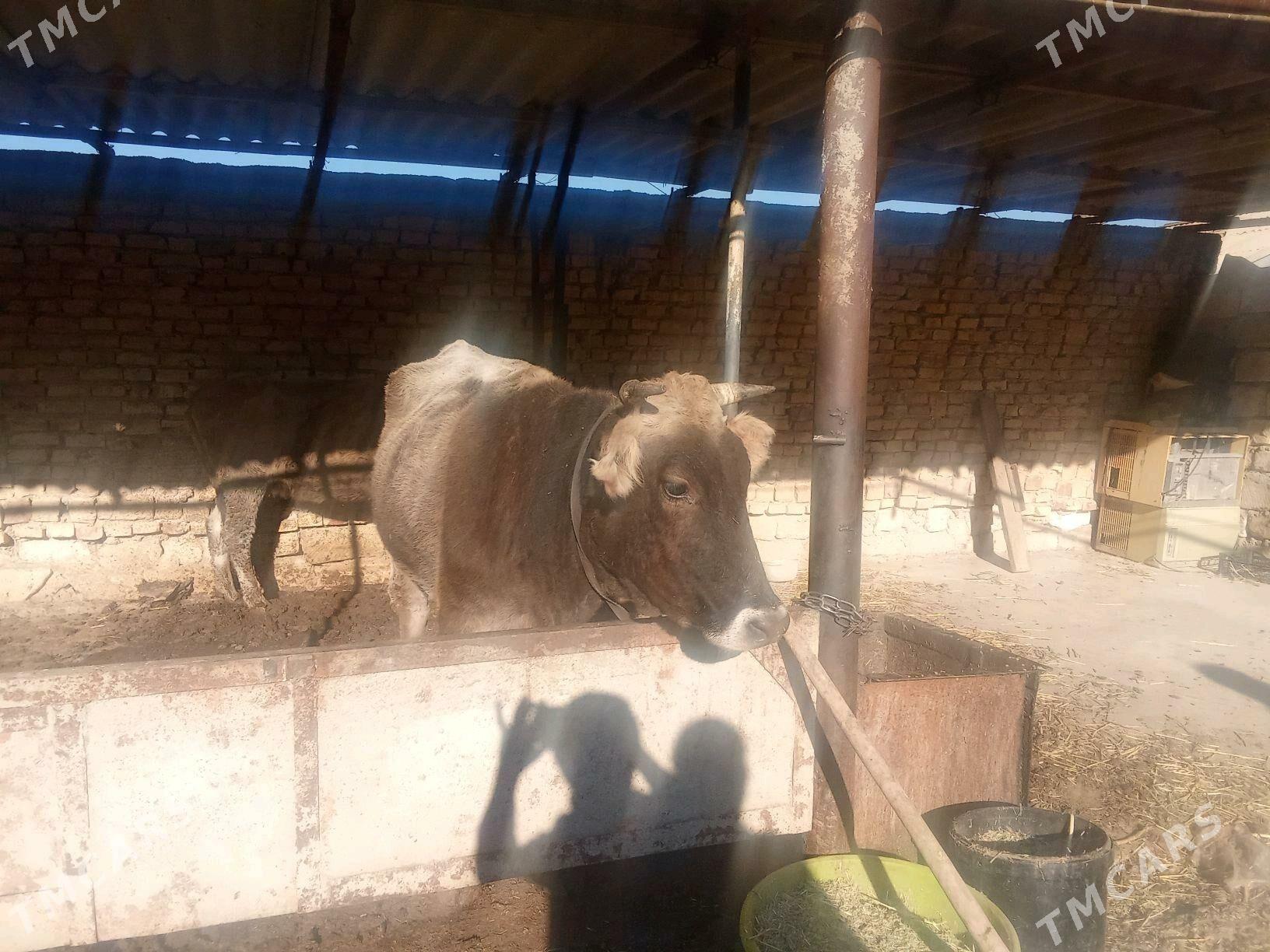 urkaçy sygyr - Gyzylarbat - img 1