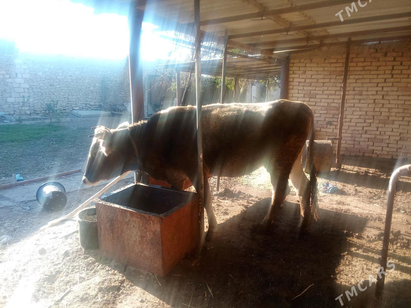 urkaçy sygyr - Гызыларбат - img 3