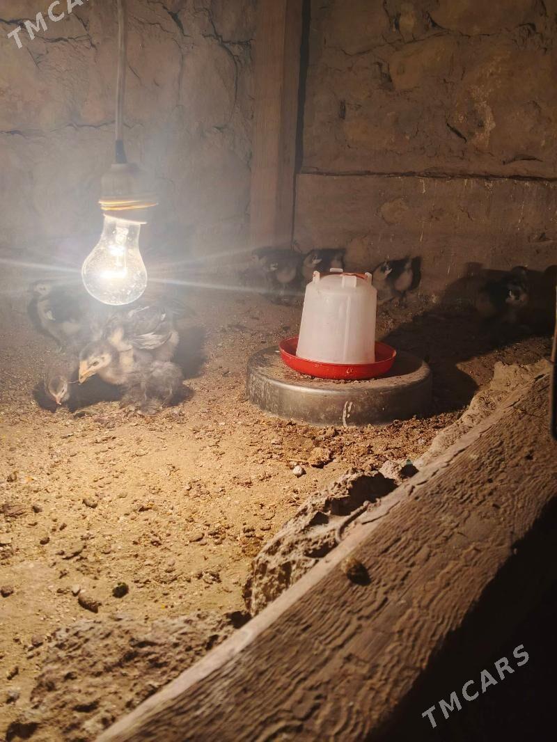 kohinhin juje - Jebel - img 5