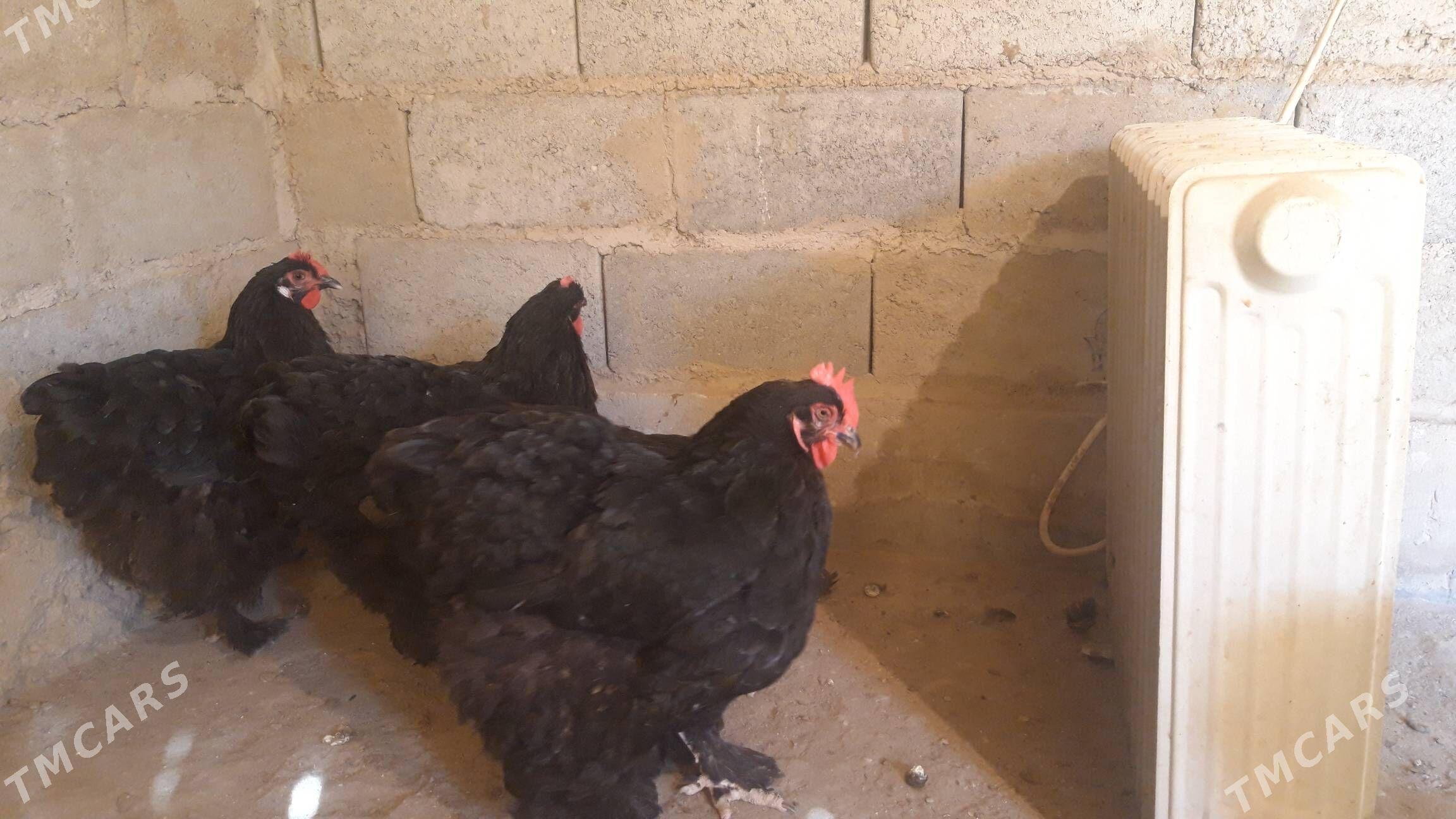 kohinhin juje - Jebel - img 2