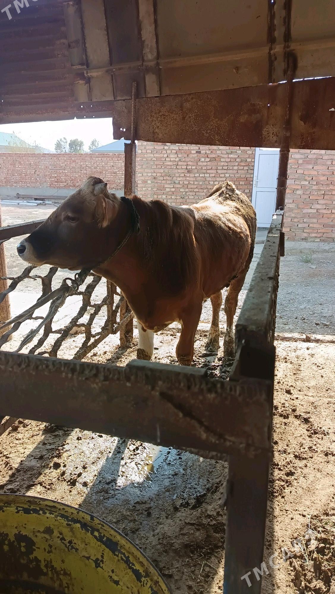 okuz - Бахарден - img 1