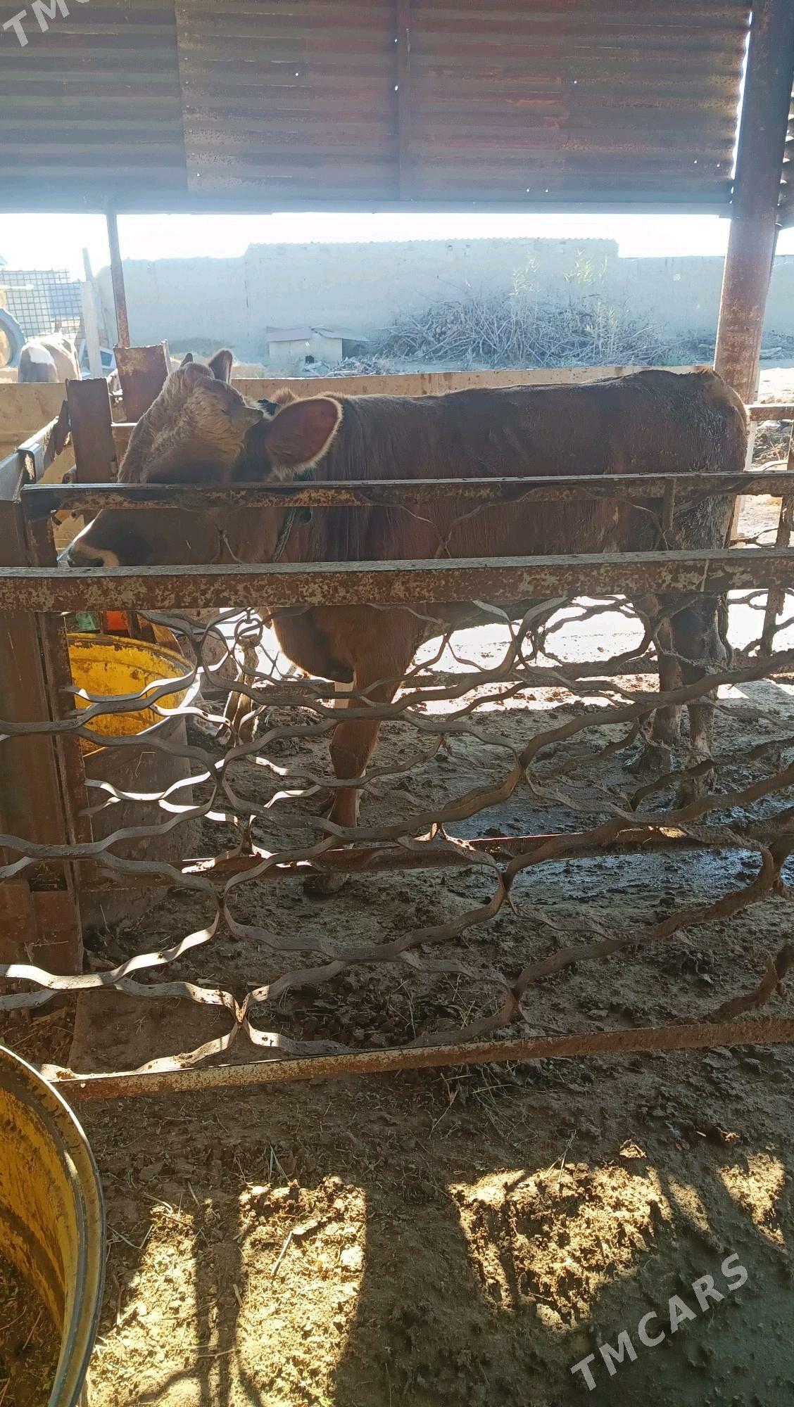 okuz - Бахарден - img 2