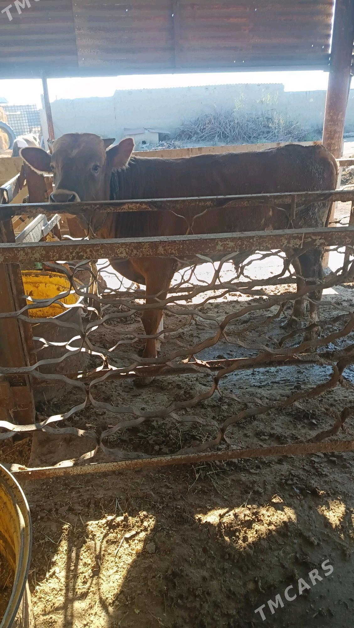 okuz - Бахарден - img 3