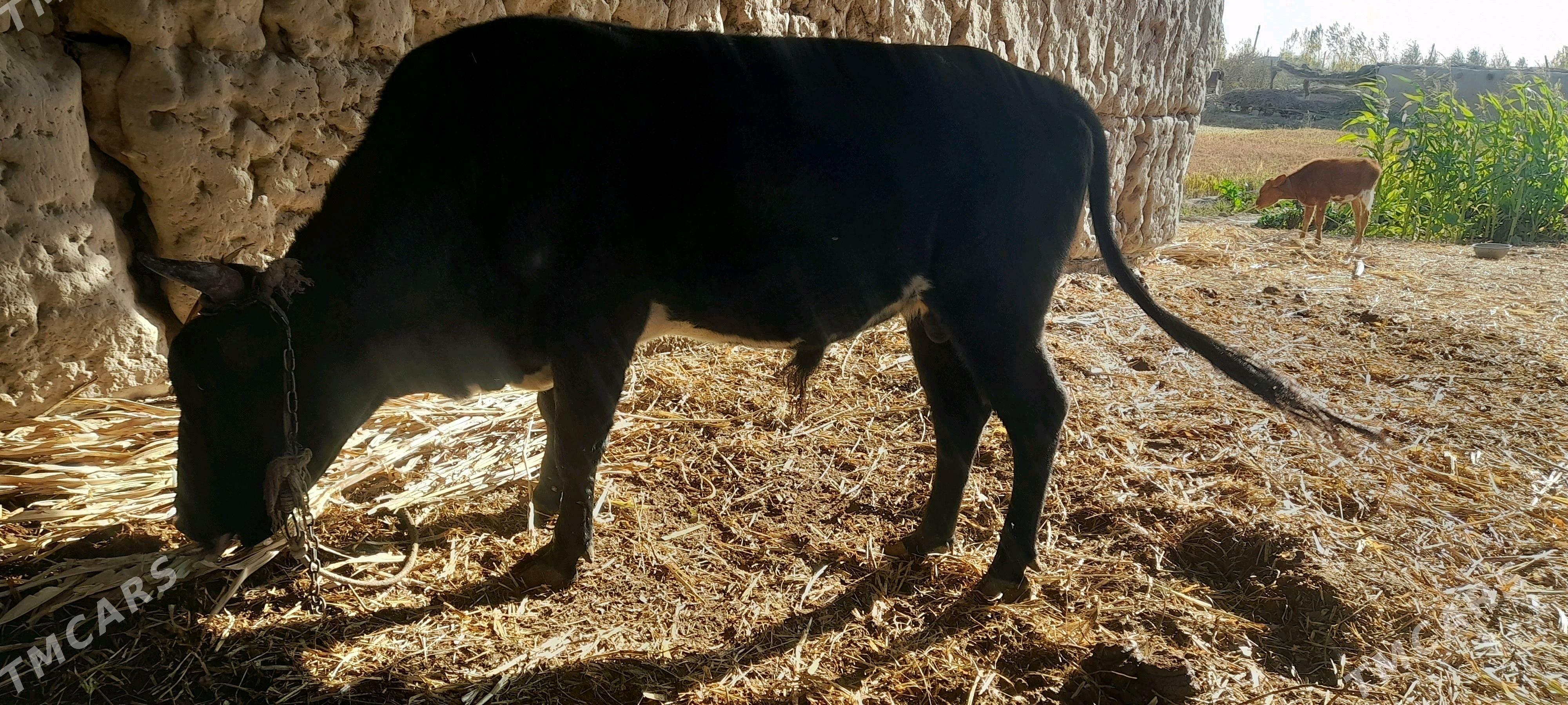 baky.okuz - Gubadag - img 2