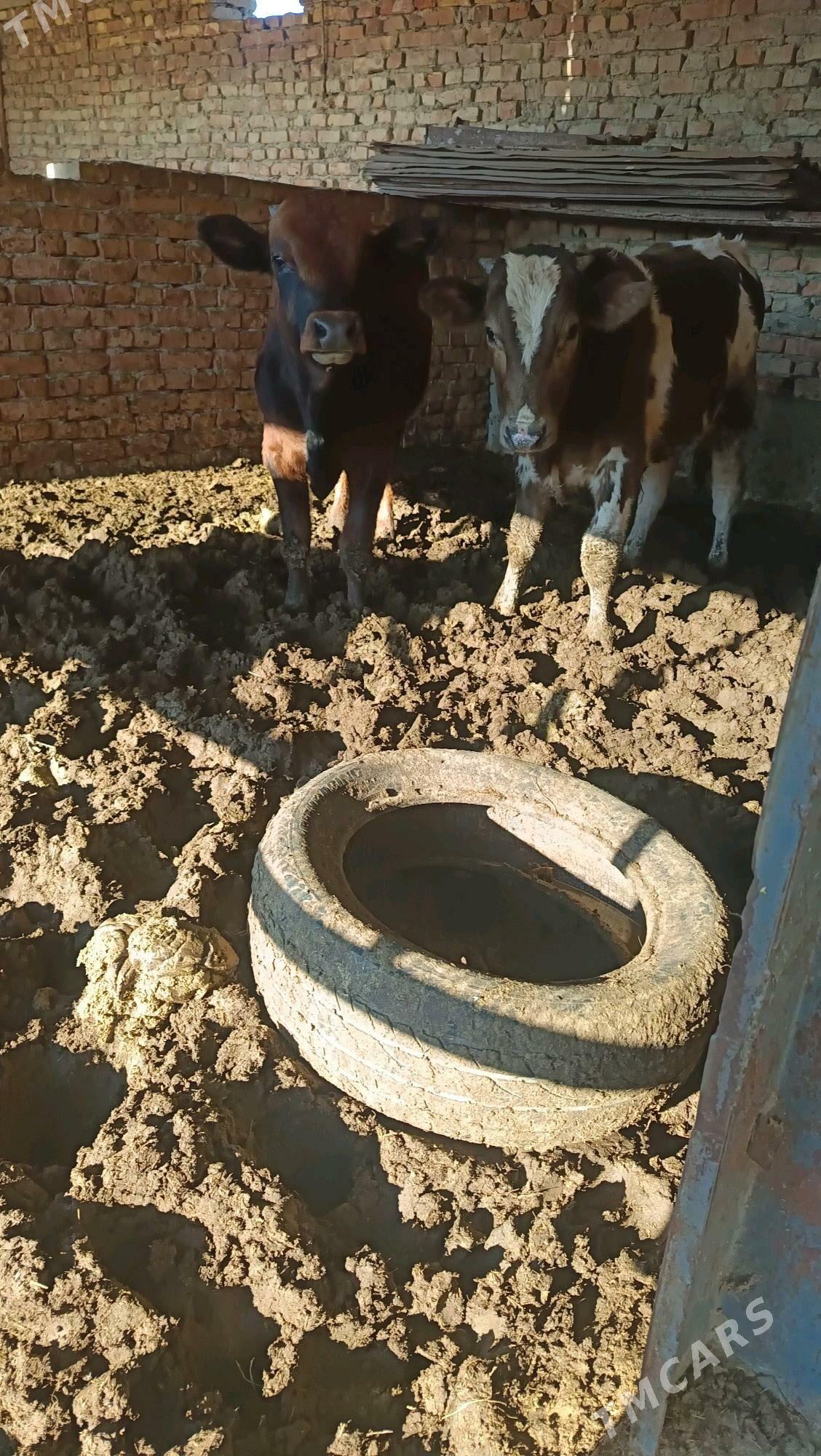 okuz - Бахарден - img 4