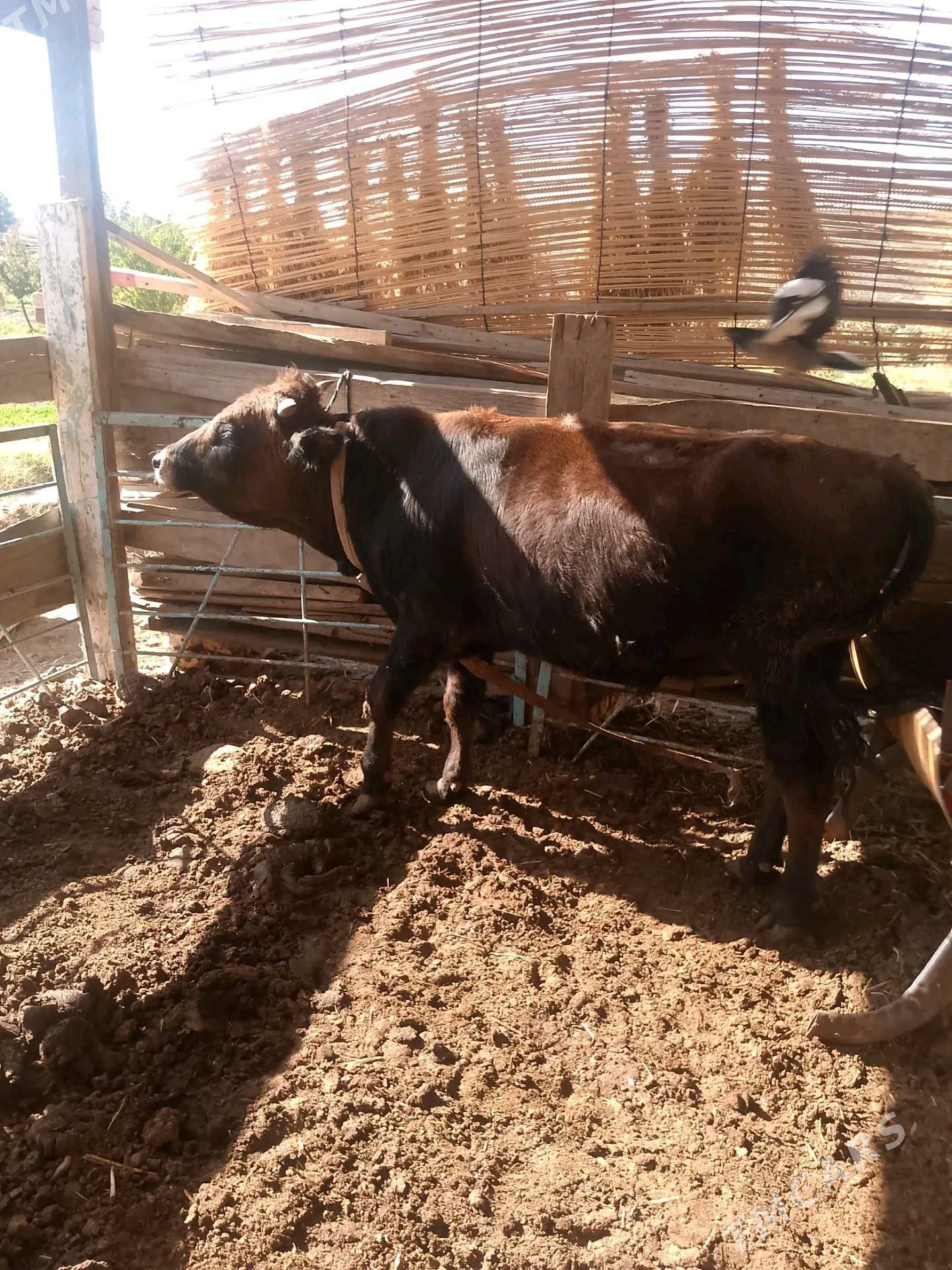 Okuzler - Векильбазар - img 1