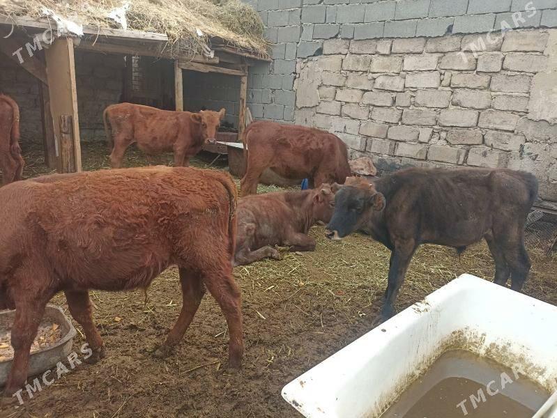 öküzçe tüwe göle öküz - Aşgabat - img 5