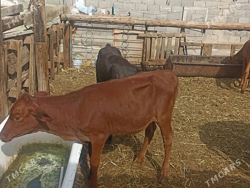 öküzçe tüwe göle öküz - Aşgabat - img 7