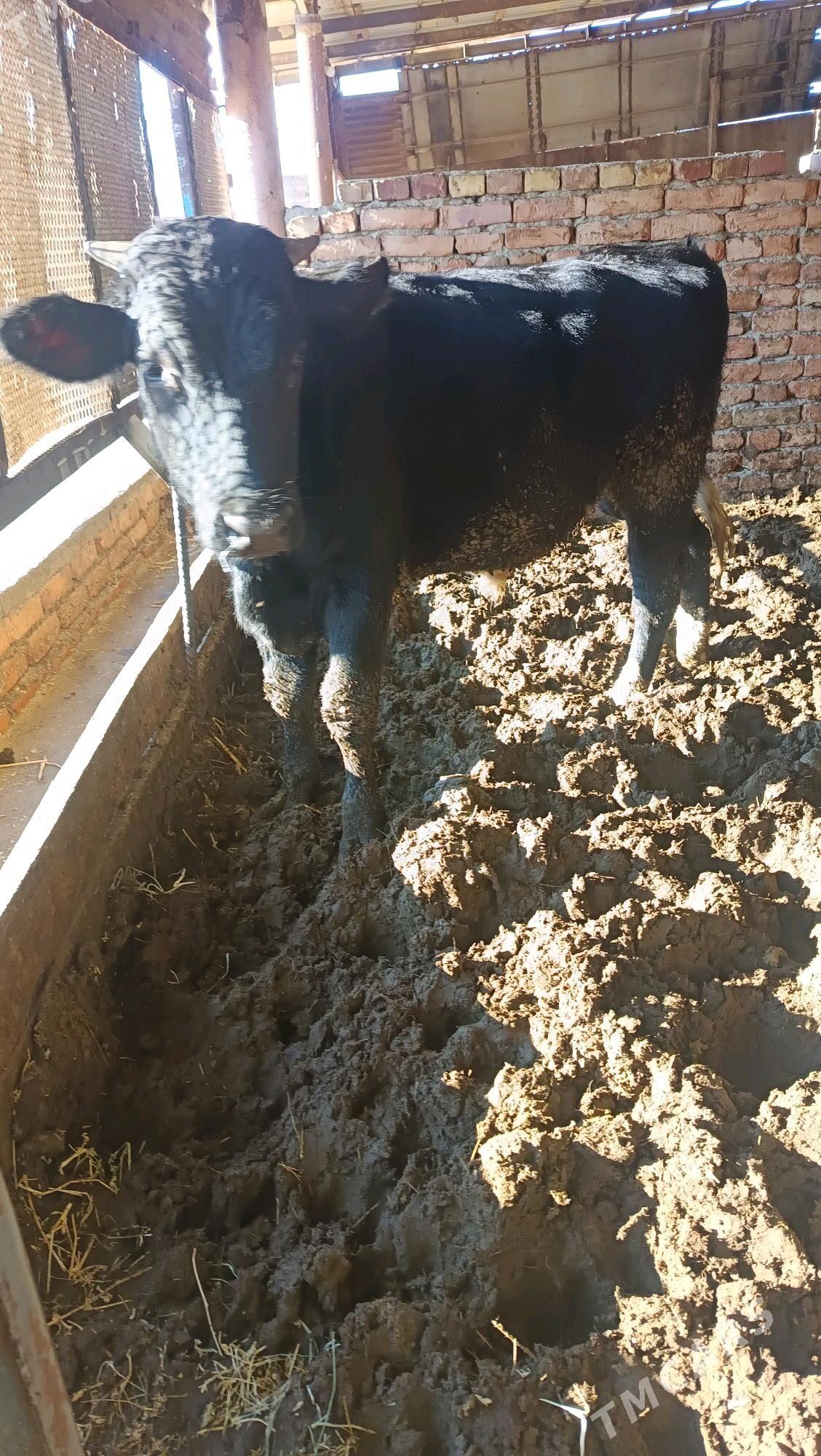 okuz - Бахарден - img 5