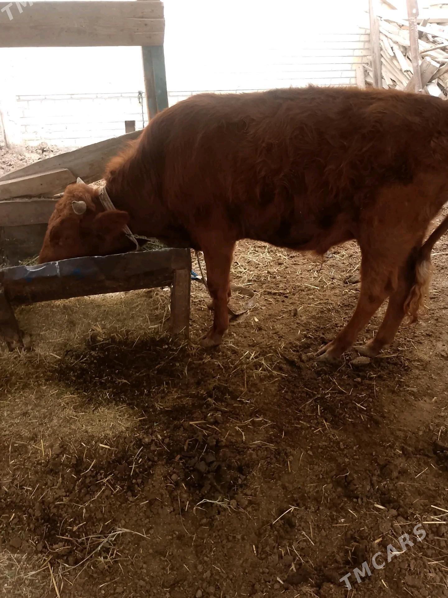 Okuzler - Векильбазар - img 3