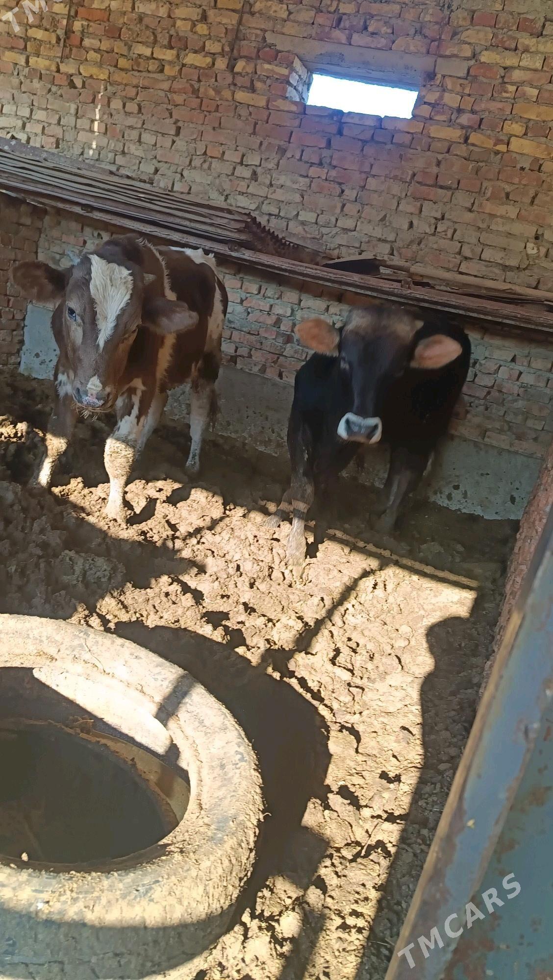 okuz - Бахарден - img 6