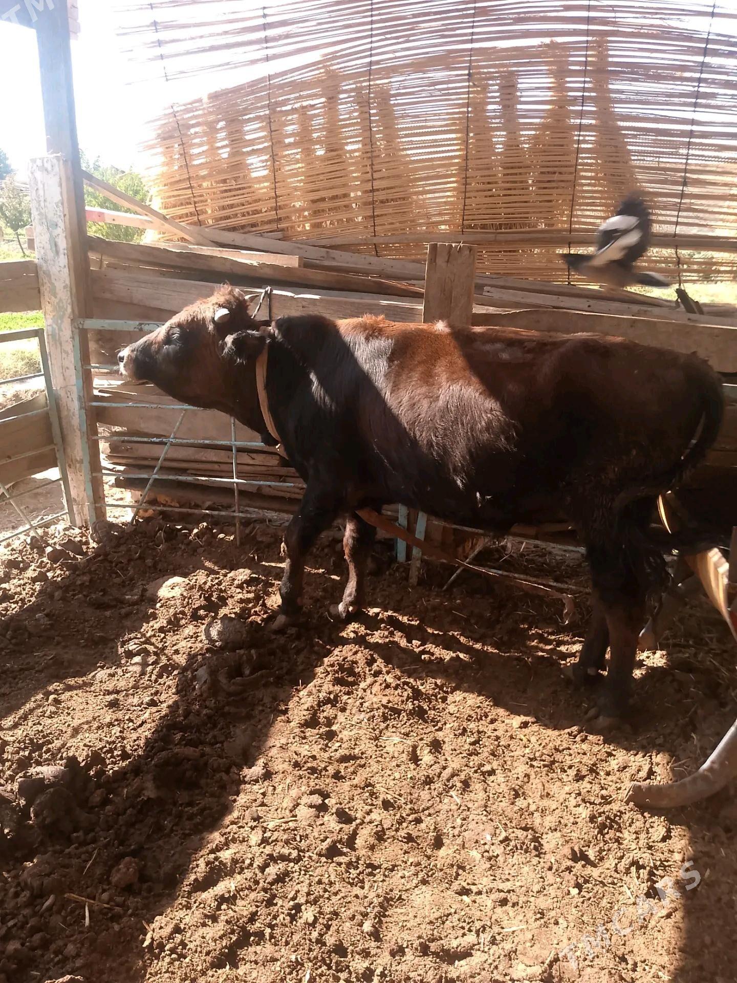 Okuzler - Векильбазар - img 2