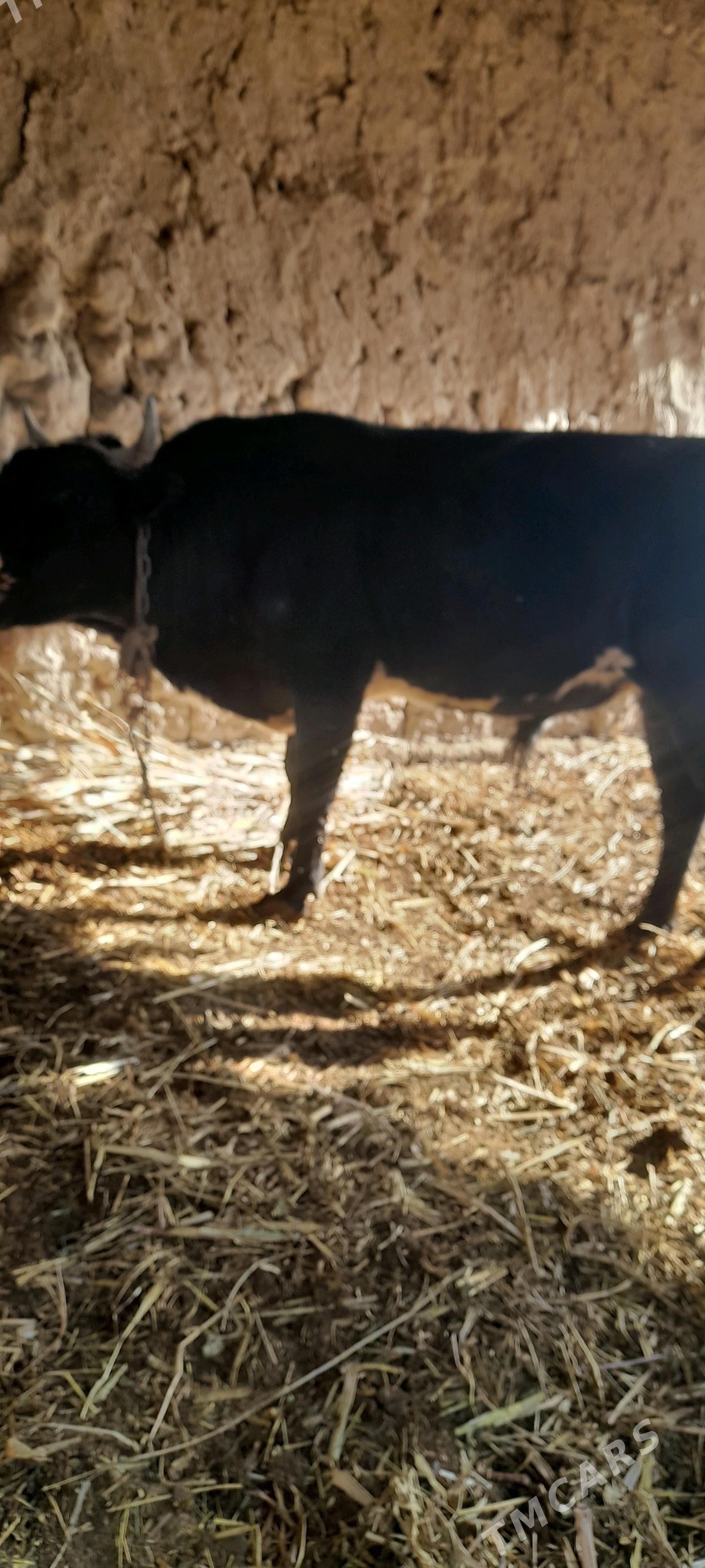 baky.okuz - Gubadag - img 3