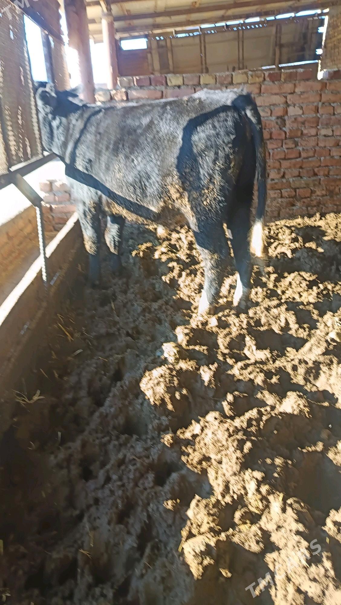 okuz - Бахарден - img 7