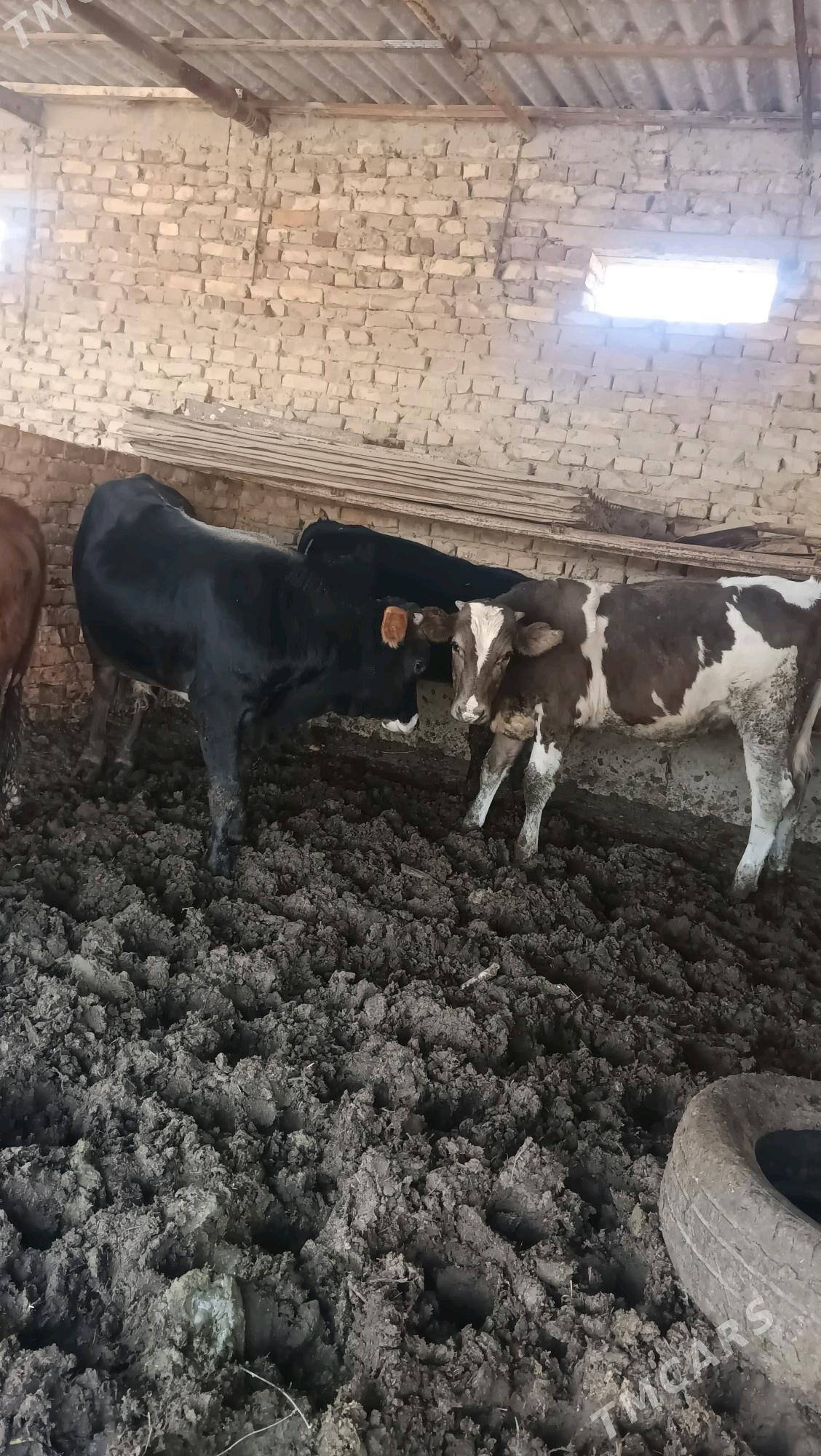 okuz - Бахарден - img 10